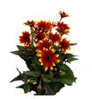 Heliopsis sparkl contrast 80 - HELSPACON