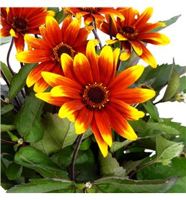 Heliopsis sparkl contrast 80 - HELSPACON