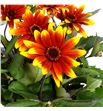 Heliopsis sparkl contrast 80 - HELSPACON1