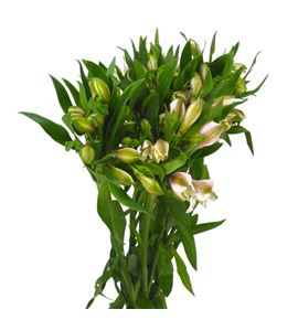 Alstroemeria hol pink floyd 75 - ALSPINFLO