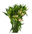 Alstroemeria hol pink floyd 75 - ALSPINFLO