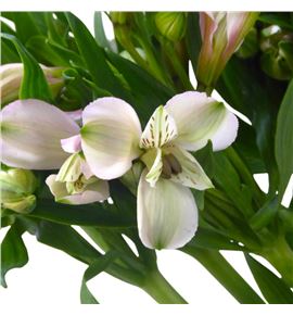 Alstroemeria hol pink floyd 75 - ALSPINFLO