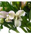 Alstroemeria hol pink floyd 75 - ALSPINFLO1