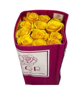 Rosa ecu bumblebee 50 - REBUM