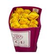 Rosa ecu bumblebee 50 - REBUM