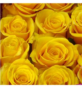 Rosa ecu bumblebee 50 - REBUM