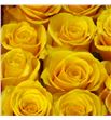 Rosa ecu bumblebee 50 - REBUM1