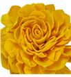 Stick shola dahlia amarilla 50 - STIDAHAMA1