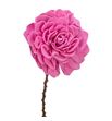 Stick shola dahlia rosa claro 50 - STIDAHROSCLA