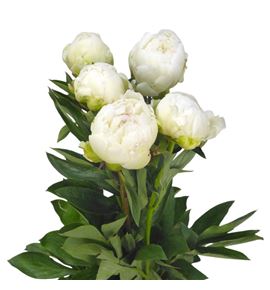 Paeonia brethour x5 60 - PAEBRE