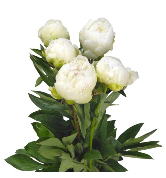 Paeonia brethour x5 60 - PAEBRE