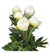 Paeonia brethour x5 60 - PAEBRE