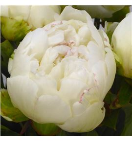 Paeonia brethour x5 60 - PAEBRE