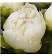 Paeonia brethour x5 60 - PAEBRE1