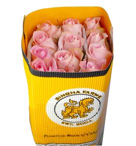 Rosa ecu luciano 40 - RCLUC