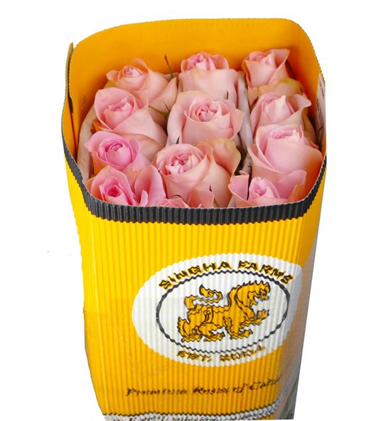 Rosa ecu luciano 40 - RCLUC
