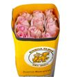 Rosa ecu luciano 40 - RCLUC