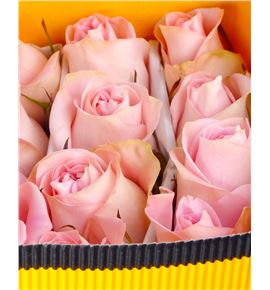 Rosa ecu luciano 40 - RCLUC