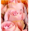 Rosa ecu luciano 40 - RCLUC2