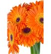 Gerbera dune - GERDUN1