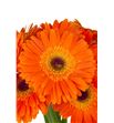 Gerbera dune - GERDUN2