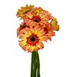 Gerbera lemonade - GERLEM