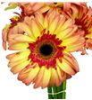 Gerbera lemonade - GERLEM2