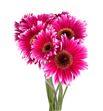 Gerbera nuance - GERNUA