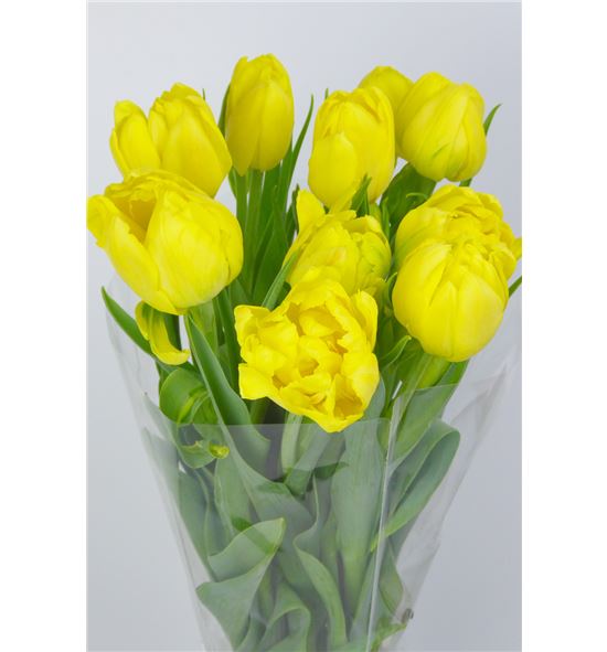 Tulipan nac montecarlo - TULMON