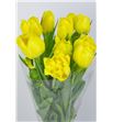 Tulipan nac montecarlo - TULMON