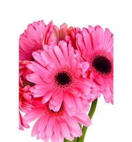 Gerbera pre intense - GERPREINT Gerbera pre intense - GERPREINT