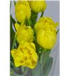 Tulipan nac montecarlo - TULMON1
