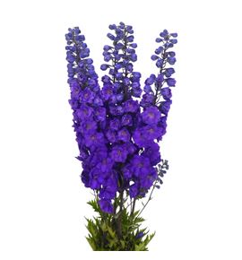 Delphinium purple heart 90 - DELPURHEA