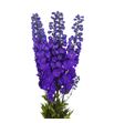 Delphinium purple heart 90 - DELPURHEA