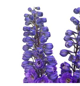 Delphinium purple heart 90 - DELPURHEA