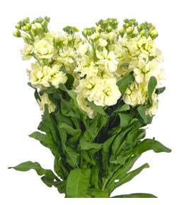 Matthiola matthilda yellow 55 - MATMATYEL
