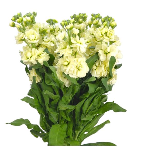Matthiola matthilda yellow 55 - MATMATYEL