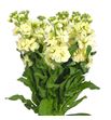 Matthiola matthilda yellow 55 - MATMATYEL
