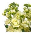 Matthiola matthilda yellow 55 - MATMATYEL1