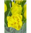 Tulipan nac montecarlo - TULMON2
