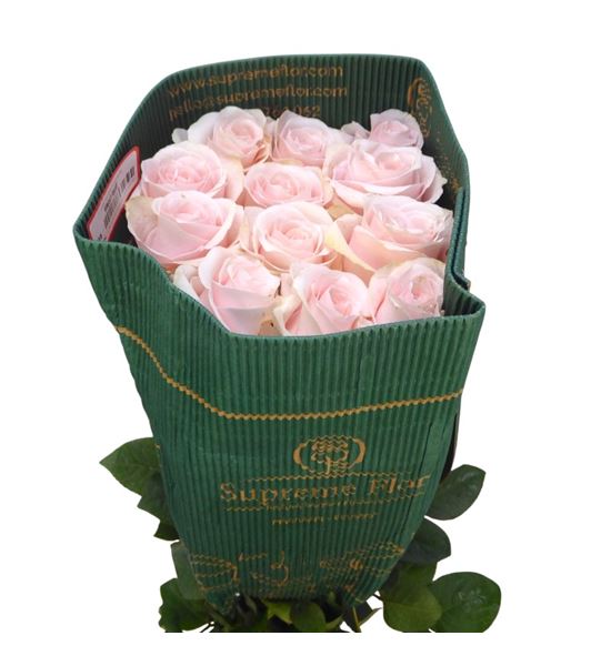 Rosa ecu sweet beat 60 - RESWEBEA