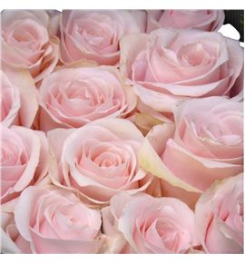 Rosa ecu sweet beat 60 - RESWEBEA
