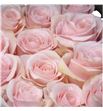Rosa ecu sweet beat 60 - RESWEBEA1