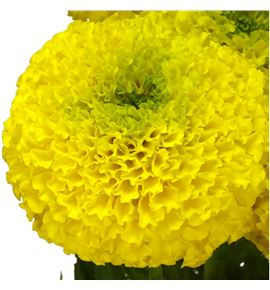 Tagete amarillo - TAGAMA