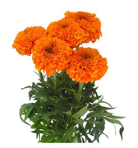Tagete naranja - TAGNAR