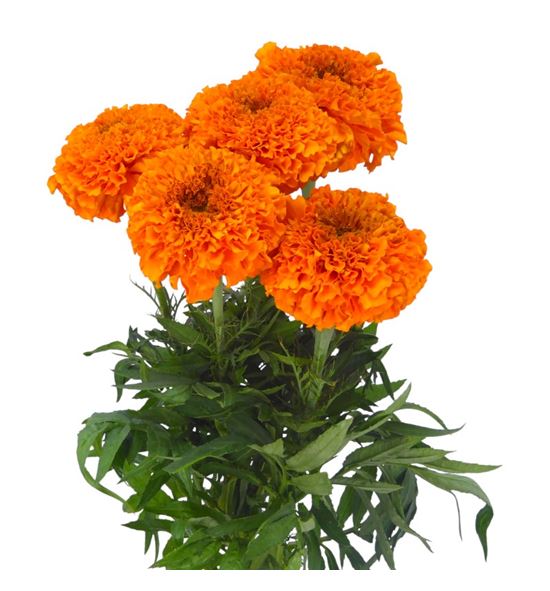 Tagete naranja - TAGNAR