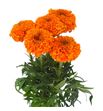 Tagete naranja - TAGNAR