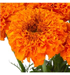 Tagete naranja - TAGNAR