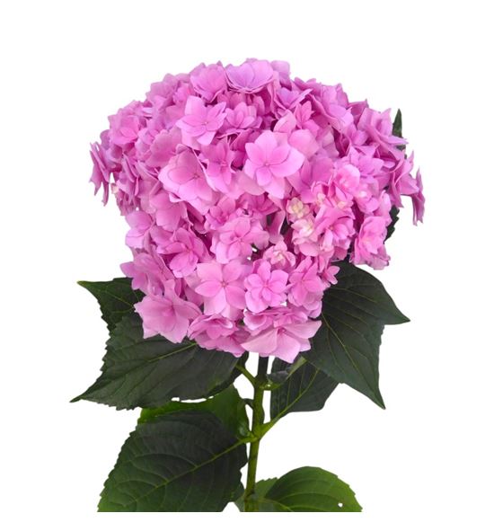 Hydr royal pink highness 60 - HYDROYPINHIG