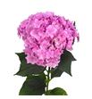 Hydr royal pink highness 60 - HYDROYPINHIG